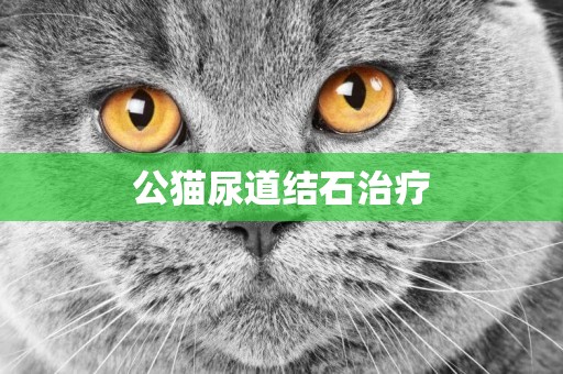 公貓尿道結石治療