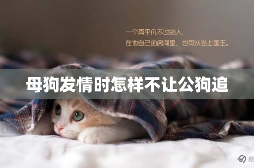 母狗發情時怎樣不讓公狗追