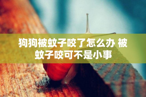 狗狗被蚊子咬了怎么辦 被蚊子咬可不是小事
