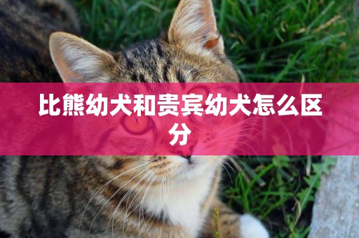 比熊幼犬和貴賓幼犬怎么區分
