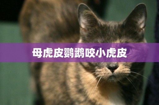 母虎皮鸚鵡咬小虎皮