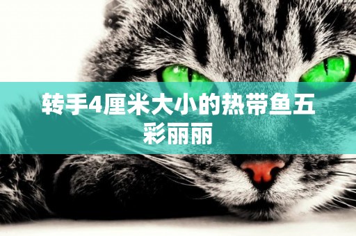 轉手4厘米大小的熱帶魚五彩麗麗