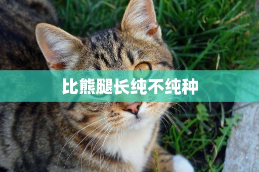 比熊腿長純不純種