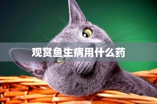 觀賞魚生病用什么藥