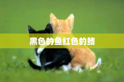 黑色的魚紅色的鰭