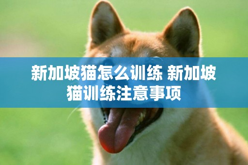 新加坡貓怎么訓練 新加坡貓訓練注意事項