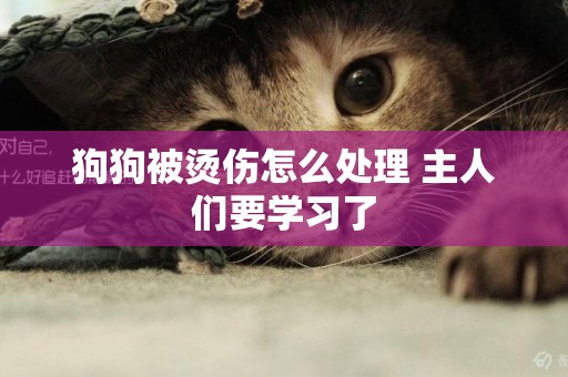 狗狗被燙傷怎么處理 主人們要學習了