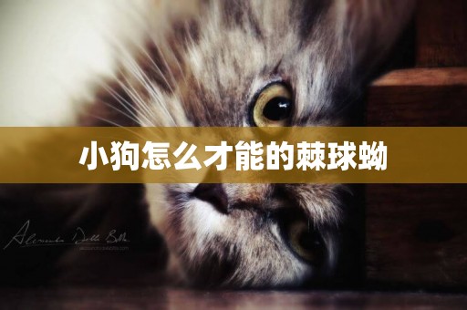 小狗怎么才能的棘球蚴