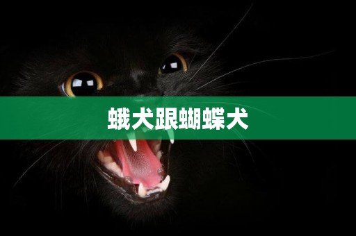蛾犬跟蝴蝶犬