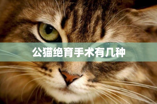 公貓絕育手術有幾種