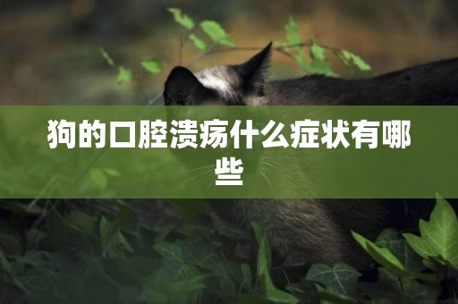 狗的口腔潰瘍什么癥狀有哪些