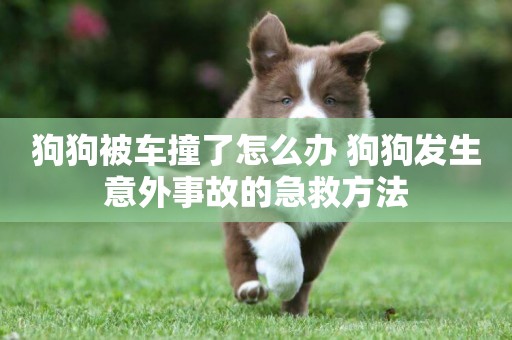 狗狗被車撞了怎么辦 狗狗發生意外事故的急救方法