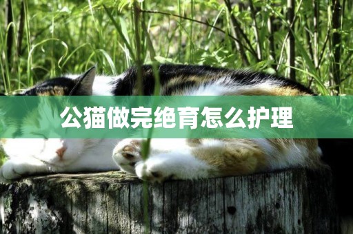 公貓做完絕育怎么護理