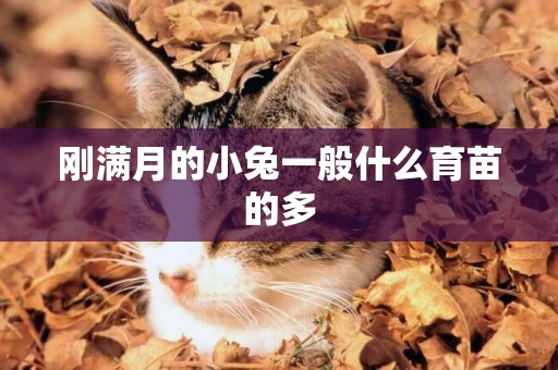 剛滿月的小兔一般什么育苗的多