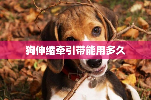 狗伸縮牽引帶能用多久