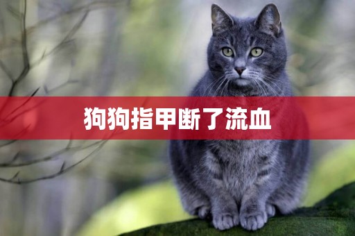 狗狗指甲斷了流血