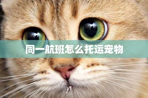 同一航班怎么托運寵物