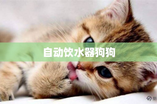 自動飲水器狗狗