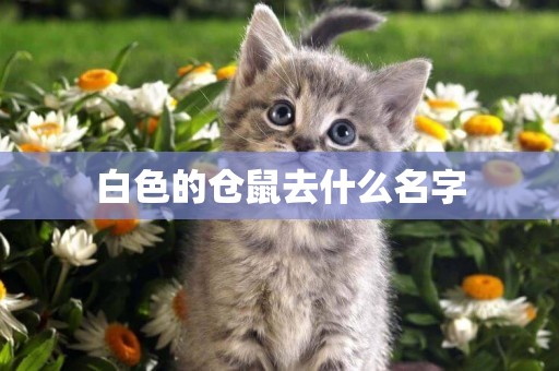 白色的倉鼠去什么名字