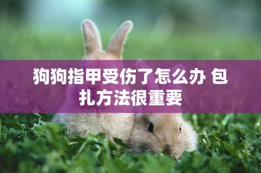 狗狗指甲受傷了怎么辦 包扎方法很重要