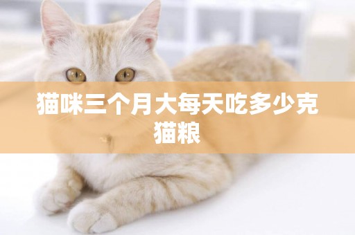 貓咪三個月大每天吃多少克貓糧