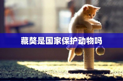 藏獒是國家保護動物嗎