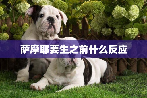 薩摩耶要生之前什么反應