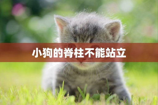 小狗的脊柱不能站立