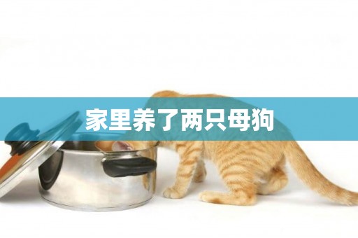 家里養了兩只母狗