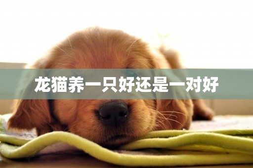 龍貓養一只好還是一對好