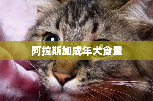 阿拉斯加成年犬食量