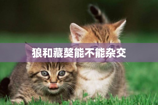 狼和藏獒能不能雜交