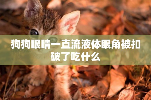 狗狗眼睛一直流液體眼角被扣破了吃什么