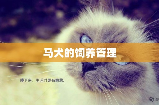 馬犬的飼養管理