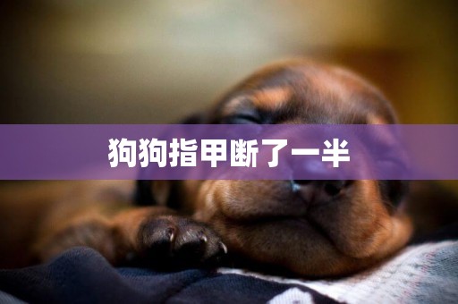 狗狗指甲斷了一半