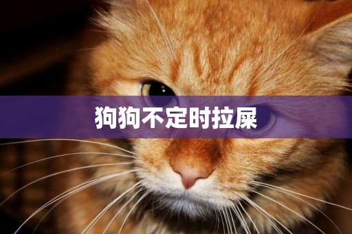 狗狗不定時拉屎