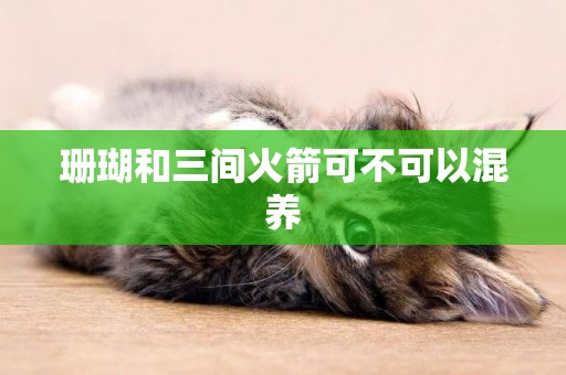 珊瑚和三間火箭可不可以混養