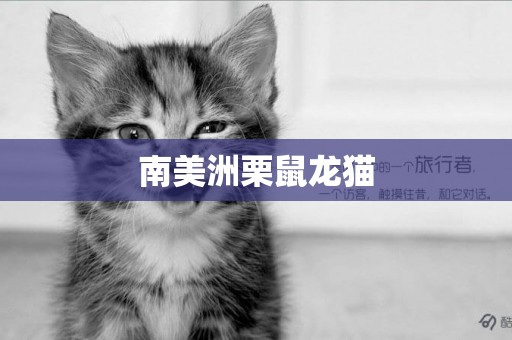 南美洲栗鼠龍貓