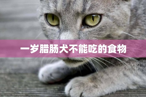 一歲臘腸犬不能吃的食物