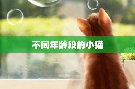 不同年齡段的小貓