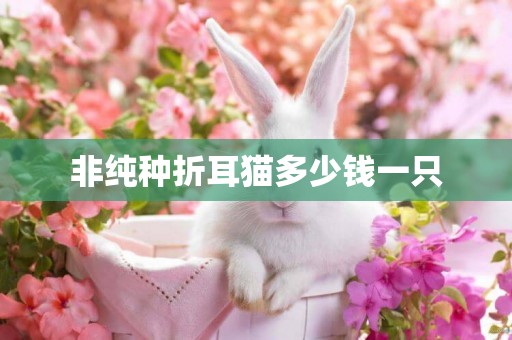 非純種折耳貓多少錢一只