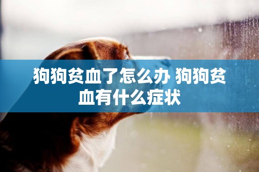 狗狗貧血了怎么辦 狗狗貧血有什么癥狀