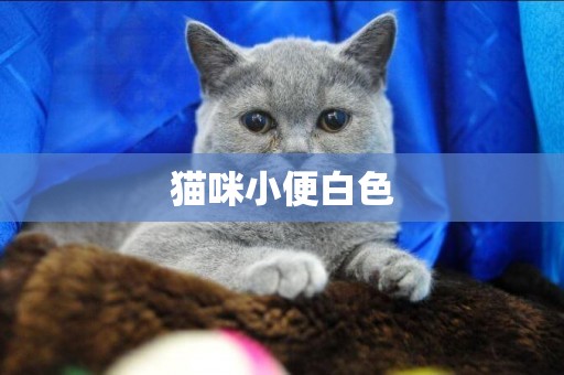 貓咪小便白色