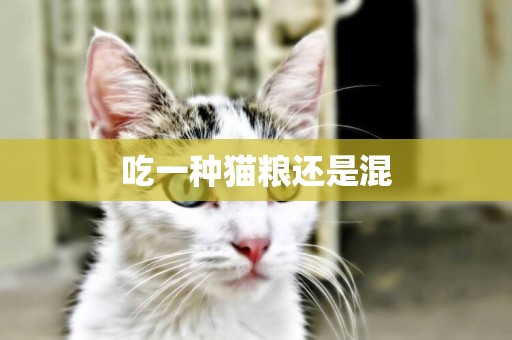 吃一種貓糧還是混