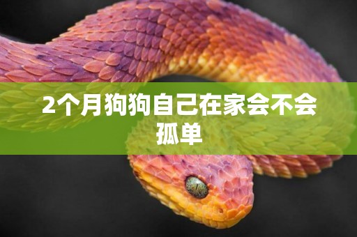 2個月狗狗自己在家會不會孤單