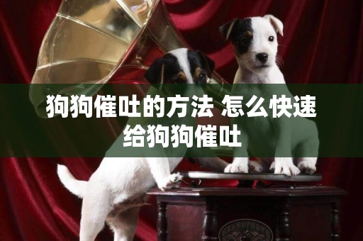 狗狗催吐的方法 怎么快速給狗狗催吐