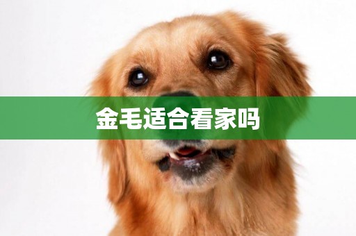 金毛適合看家嗎