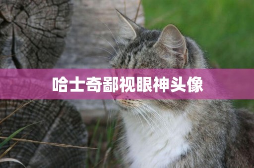 哈士奇鄙視眼神頭像