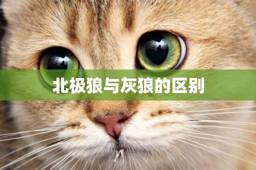 北極狼與灰狼的區別