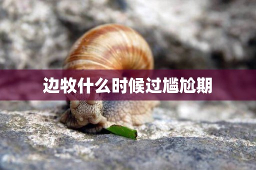 邊牧什么時候過尷尬期